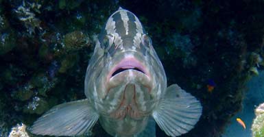 grouper.jpg